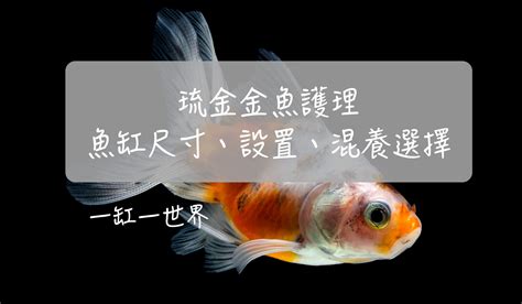 金魚 梗圖|金魚